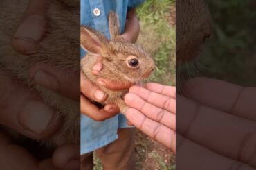 Cute baby rabbit
