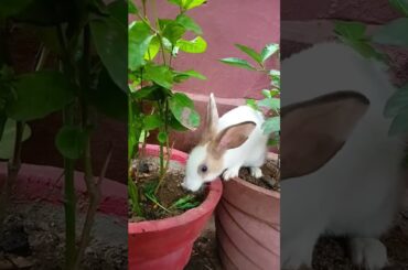 cute baby bunny #shorts #shortsfeed #popular