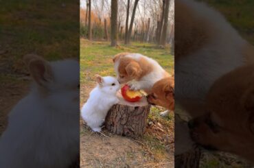 Cute Rabbit And Dog Eating Video_A Beautiful Movement #shorts #1