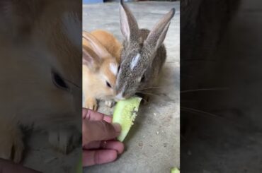 khargosh ke bache khaana khare haa cute baby rabbit