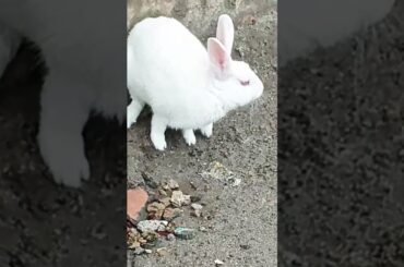 cute baby rabbit chiku beautiful #rabbit #babyrabbit #bunny #virel #funny