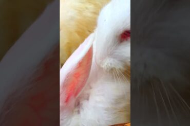 Cute Baby Rabbits Playing,Feeding Activities | Bunny Rabbit (Baby Rabbits) / #shorts