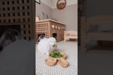 House Rabbit Home Setup | Indoor Rabbit | House Bunny | Pet Enclosures Part 6