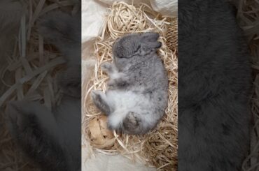 THE ONLY KIND OF LOVE I NEED #rabbit #nature #bunny #cuterabbit #cute #cutepet #animal #baby