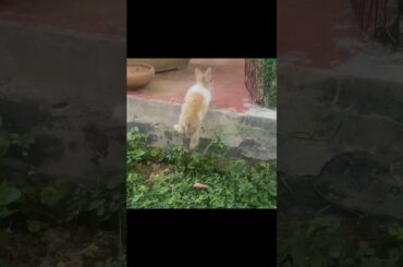 So Cute, Baby Rabbit!