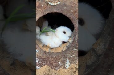 Cute Baby Rabbits Playing | Feeding Activities | Bunny Rabbit
