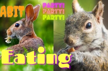 Cute Baby Rabbit's Best Eating a Fruits | Being Better #rabbit #animallover #beingbetter
