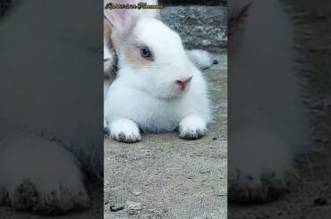 #animals#bunny#rabbit#khorgosh#cute