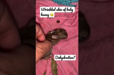 What to do if a newborn rabbit is dying?#2022#bunny#baby#rabbit#newborn#rabbitcare#beautifulbunny