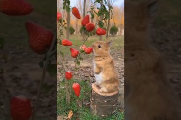 Cute rabbit eating #pets #rabbit #shorts #viral