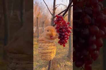 Funny & cute rabbit eating grape|#shorts #funny #shortvideo  #2023 #subscribe