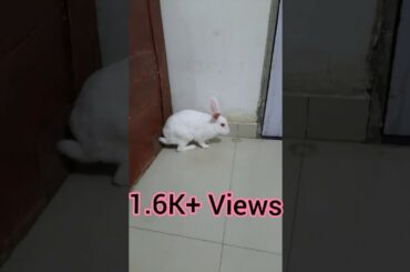 Cute Rabbit Trying To Climb Up The Wall | Funny Rabbit Videos