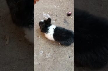 cute baby #cutebaby #viral #animal #babyrabbit #youtubeshorts #rabbitrabbit #shorts #ytshort