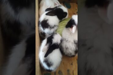 #rabbit,#shorts,Cute baby Rabbit is eating cabbage.