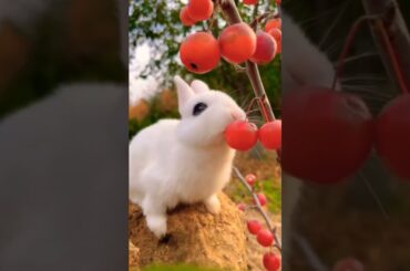 cute rabbit #pets #rabbiteating #viral #cute