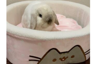 My Bunny Loves Making Her Bed