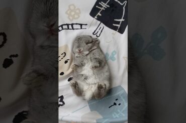 PROFESSIONAL NAPPER #rabbit #bunny #nature #cuterabbit #cute #cutepet #animal #mammal #baby #cat