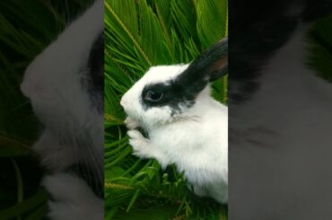 #rabbitlifestyle #cutebunny #cute #rabbit #bunny #cutebaby #funnybunny