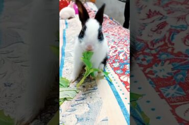 Baby rabbit eating #rabbit #babyrabbit #cutebaby