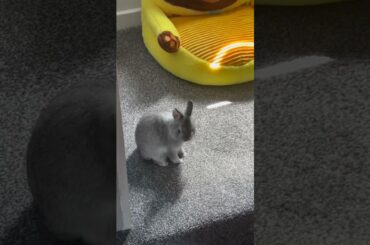 Cute Baby Bunny Washing Her Face | Rabbit Awesome Moment #shorts
