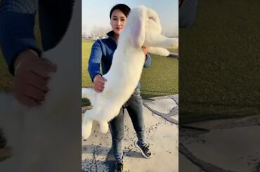 Cute Animal - Giant Rabbit