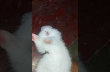 rabbit ka baccha||cute khargos||#rabbit ka baccha#aktv#ytshorts#indianshorts#shorts
