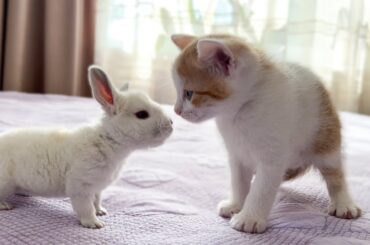 Cute Tiny Kitten Reacts to Baby Bunny [Cuteness Overload]
