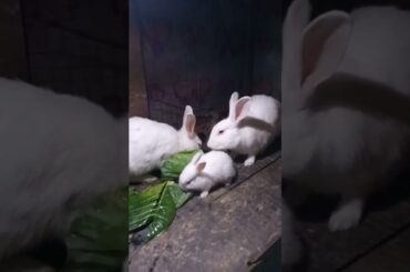 Cute Baby Rabbits Playing,Feeding Activities | Bunny Rabbit(Baby Rabbits)#RunnyRabbits #Babyrabbits