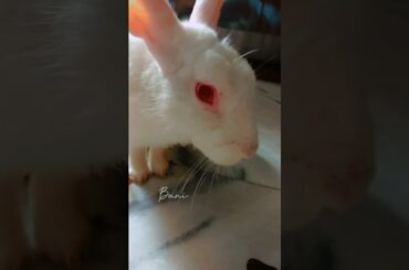 My Baby Bunny Eating #rabbit #cute #bunny #babyrabbit #bunnybaby #rabbiteating