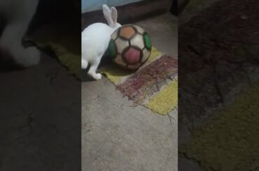 cute bunny #cute rabbit#bunny rabbit#baby bunny