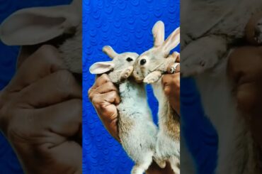 cute baby rabbits playing/bunny rabbit/baby rabbits#cutebabybunnies #cute #trending #moreviews#short