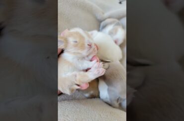 Adorable Holland Lop Baby Bunnies! #bunny #shorts #hollandlop #rabbit