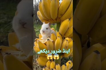 CUTE RABBITS | DONT MISS THE END #tiktok #funny #trending #viral #shorts