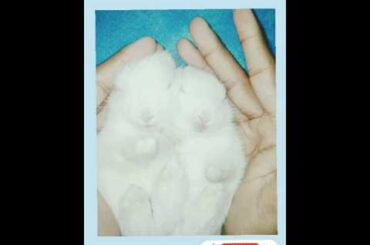 cute rabbit baby shorts #shorts