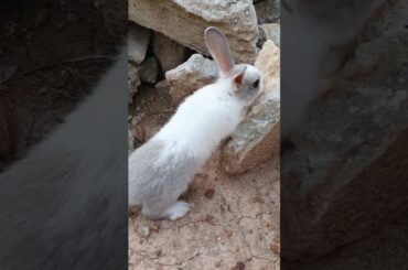 rabbit is playing near the ricks #shorts #rabbit #cute #bunny #dog #baby #otter #petanimal