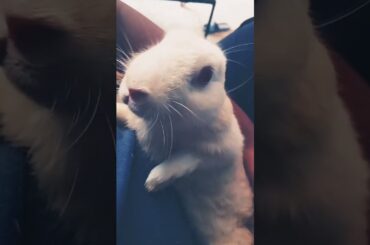 cute baby rabbit chiku beautiful #rabbit #trending #cute #virel #animal #babyrabbit #rabbitsbaby