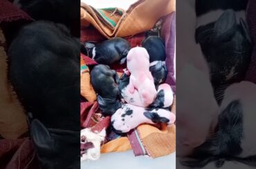 rabbit baby #rabbit #cutebaby #babyrabbit #shortvideo #viralvideo #viralshorts