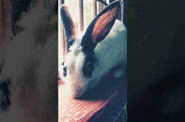 #rabbitlifestyle #cutebunny #cute #bunny #rabbit #funnybunny #cutebaby #love