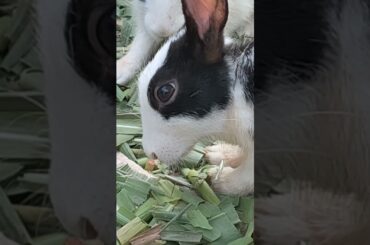 Cute Baby Rabbits playing , Feeding Activities Bunny Rabbit #beautiful #rabbit #bunny #babyrabbit