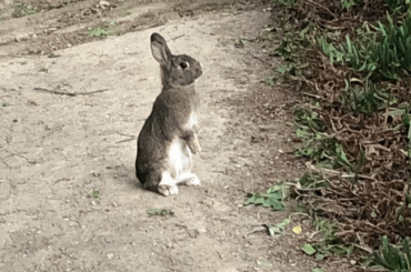 Sunny bunny on the Irvine college campus