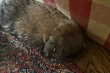 Mopsy’s new spot this week