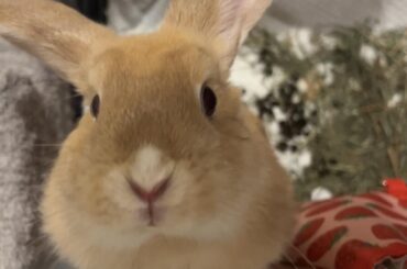 Excuse me, but you have any more food? 🥺💕