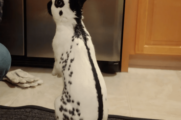 Our boy loves standing! He thinks he's a meerkat.