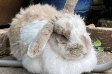He love to loaf on metal pipe