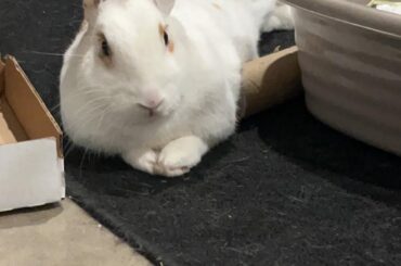 Bun on a log
