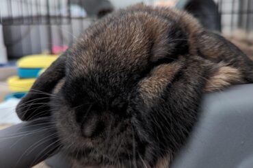 Local gym spotter falls asleep on the job