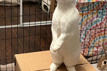 Meet Harvey (danger)