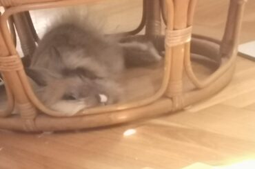 Her new favourite pillow...