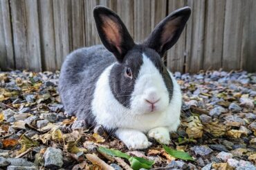 The bed of rocks next to the lush lawn is obviously way more comfortable for napping
