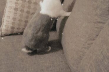 My little bunny loves climbing